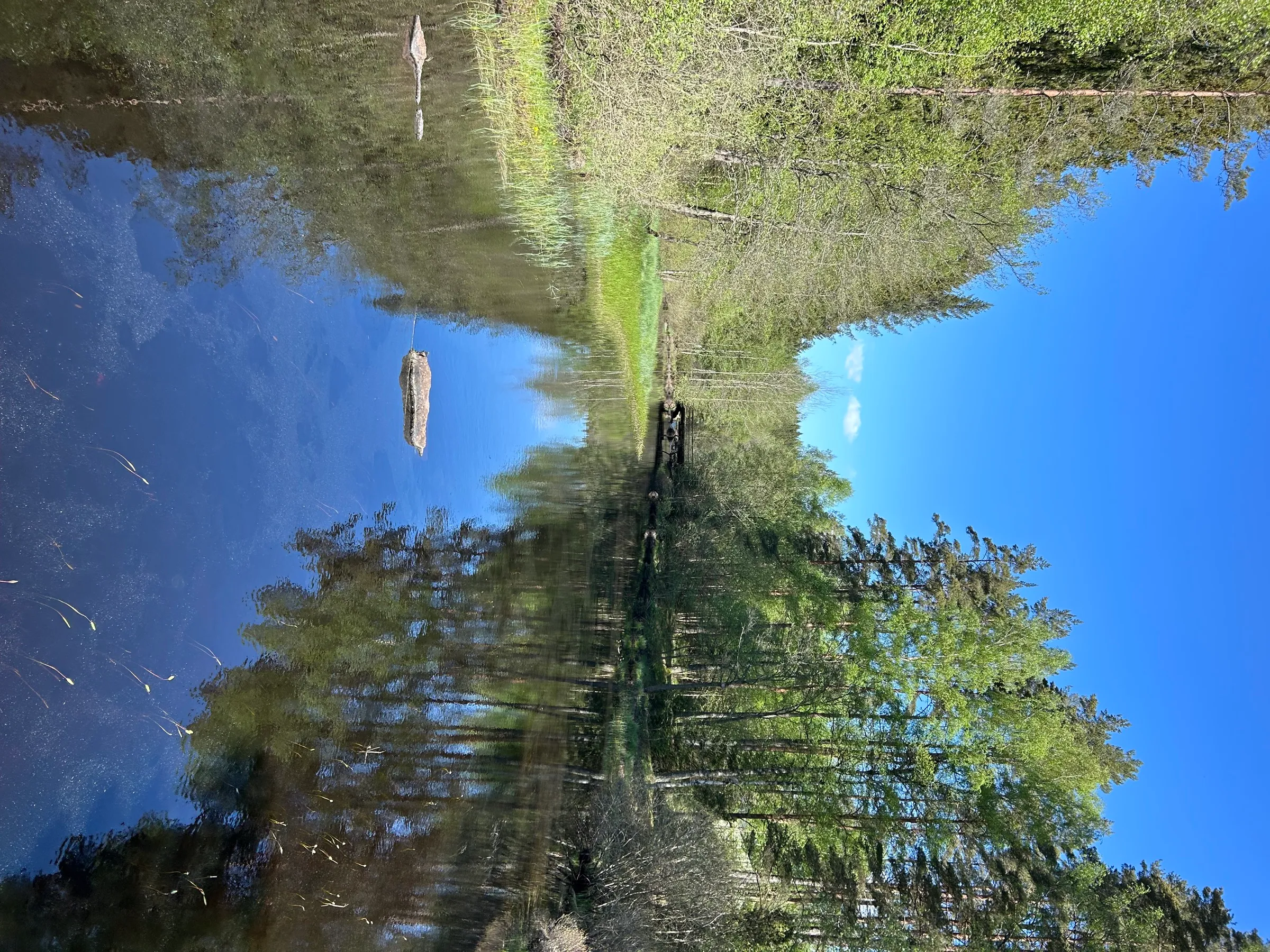 En stille skovsø der spejler de omkringstående træer og himlen