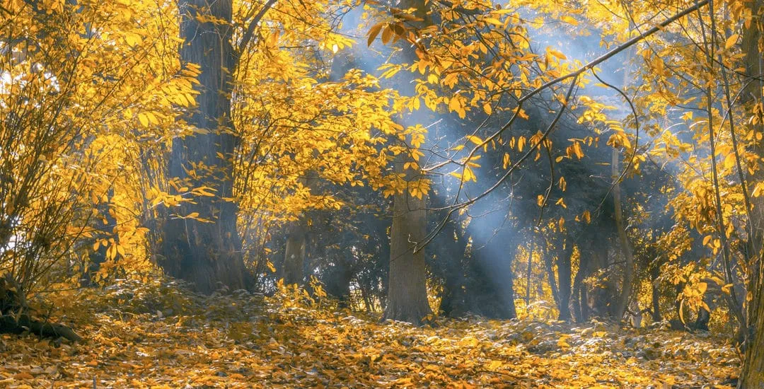 En efterårsskov