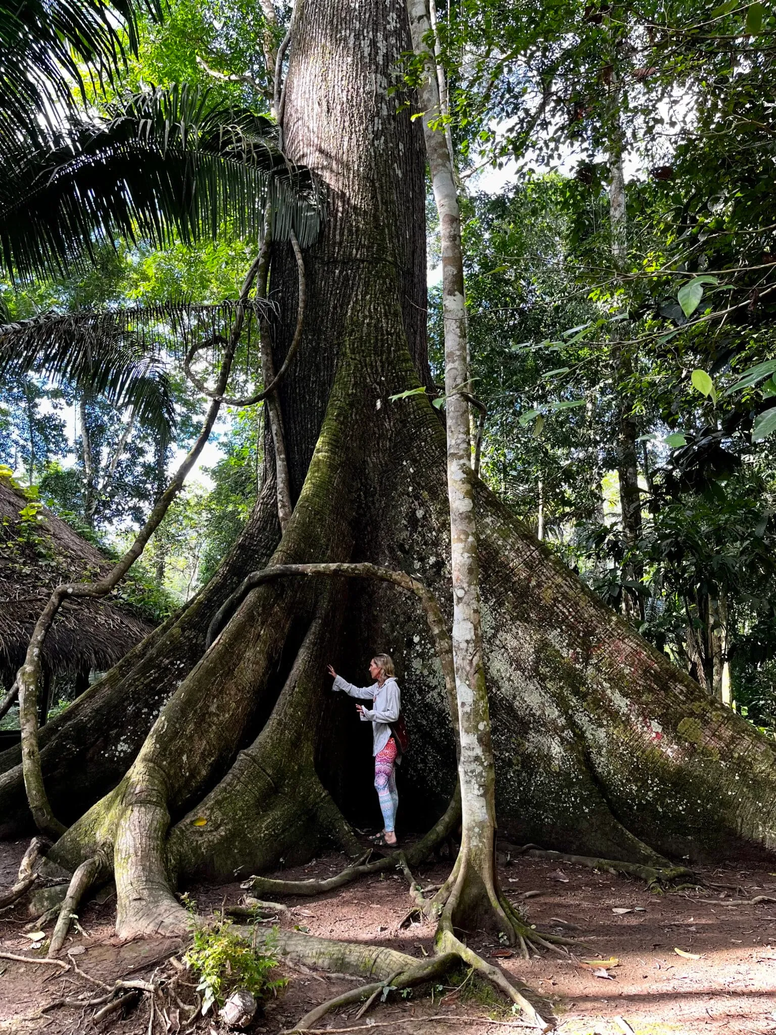A towering ceiba tree in the jungle