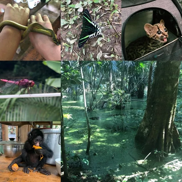 The jungle heart