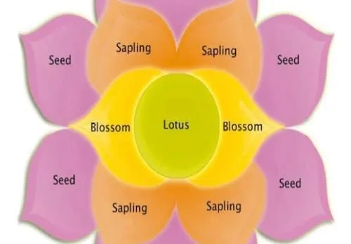 A lotus flower
